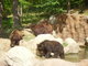 Medvědice Kamčatka s mláďaty