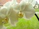 Moje neblah zkuenosti s pstovnm orchidej