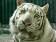 Praxe v liberecké zoo