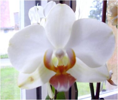 FOTKA - Moje neblah zkuenosti s pstovnm orchidej