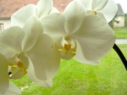 FOTKA - Moje neblah zkuenosti s pstovnm orchidej