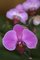 Vstava exotickch orchidej ji po osm ve sklenku Fata Morgana