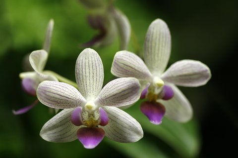 FOTKA - Vstava exotickch orchidej ji po osm ve sklenku Fata Morgana