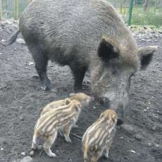 ZOO Děčín ZOO Děčín