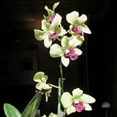 pstovn orchidej