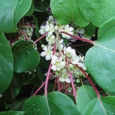 Actinidia