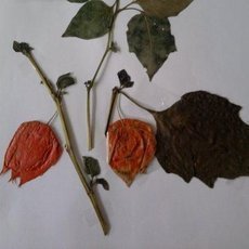Vyrob si sama: Herb