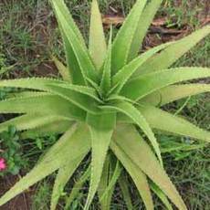 Aloe - prastar liv rostlina