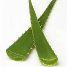 Ve o aloe vera