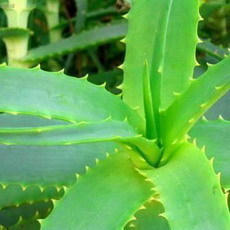 Aloe Vera je zzran rostlina