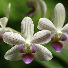 Vstava exotickch orchidej ji po osm ve sklenku Fata Morgana