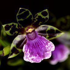 Marie Rottrov zahjila vstavu orchidej v Botanick zahrad v Troji