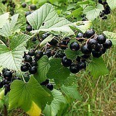 �esk� �eny pro�ij� v�ce ne� t�etinu �ivota po menopauze. Jak vr�tit hormony do rovnov�hy?