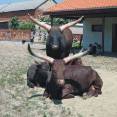 Českopis - ZOO park Vyškov Českopis - ZOO park Vyškov