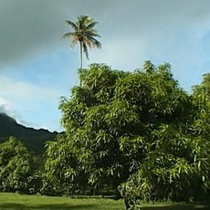 Cestomnie - Cookovy ostrovy  Kvty Pacifiku