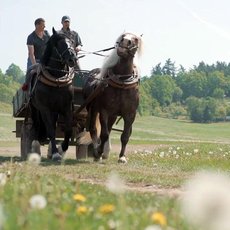 Co naše babičky uměly a na co my jsme zapomněli Co naše babičky uměly a na co my jsme zapomněli