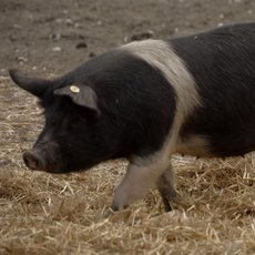 Co naše babičky uměly a na co my jsme zapomněli - Vepř Co naše babičky uměly a na co my jsme zapomněli - Vepř