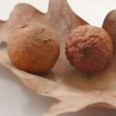 Co na�e babi�ky um�ly a na co my jsme zapomn�li - Dom�c� kouzla