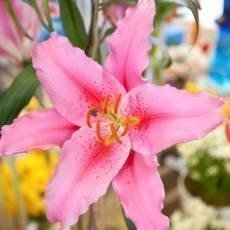 flora