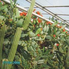 Kvetouc opuncie v kaktusovm sklenku