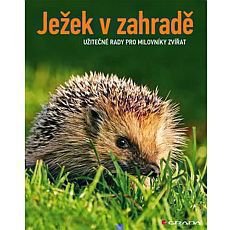 Ježek v zahradě Ježek v zahradě