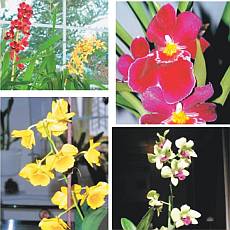 Orchideje v byt