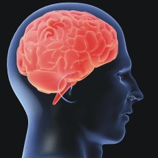 hlava-a-mozek