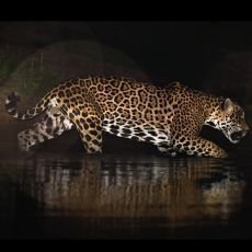 jaguar