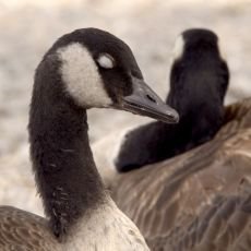 Jak sp zvata? I to zjistte na Prima ZOOM