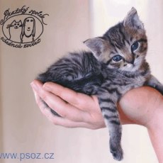 22. jarní umísťovací výstava opuštěných koček 22. jarní umísťovací výstava opuštěných koček