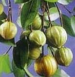 Garcinia cambogia