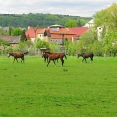 sportovn aktivity - jzda na koni