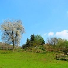 Boenka a Venouek