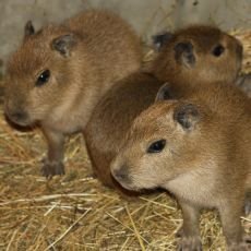 kapybary