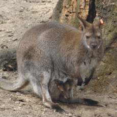 Klokan rudokrký ze ZOO Ostrava Klokan rudokrký ze ZOO Ostrava