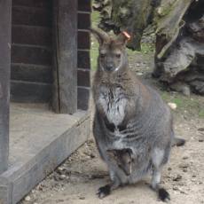Klokan rudokrký ze ZOO Ostrava Klokan rudokrký ze ZOO Ostrava