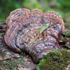 Kdy m� reishi smysl? Praktick� pr�vodce d�vkov�n�m a bezpe�n�m u��v�n�m