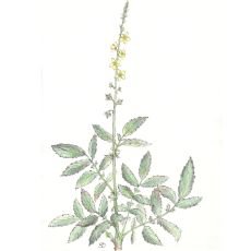 epek vech bylinek tatek