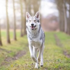 Jak poznat prvn� zn�mky probl�m� s klouby i u mlad�ch ps�?