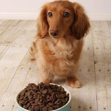 Nad�m�n� nebo z�pach z tlamy va�eho psa?