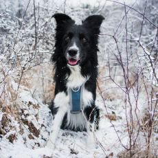 Extr�mn� zima v �esku. Na co by te� m�li myslet v�ichni pejska�i