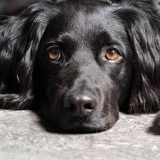 Jak poznat, �e zv��e trp� potravinovou alergi�?