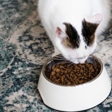 Jak si v zim� dop��t v�ce klidu? Zkuste to s�ko�kou