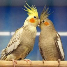 Jak zabavit papou�ka: Tipy pro ��astn�ho a aktivn�ho mazl��ka