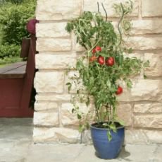 Raj�ata krok za krokem: Jak se do�kat bohat� �rody?