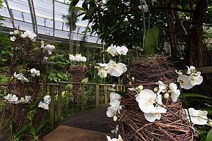 orchideje Botanick