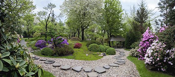 rozkvétající rododendrony rozkvétající rododendrony