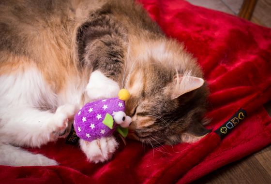 Christmas Brit Premium Christmas Brit Premium