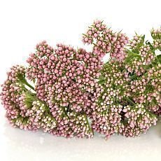 Valeriana