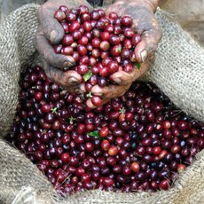 Dobr robusta? Prakticky neexistuje, ale 100% arabica na obalu tak nic neznamen